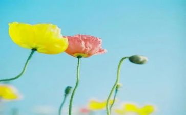 绿草的造句